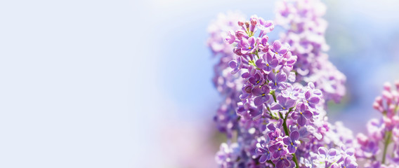 Beautiful springtime floral background with bunch of violet purple flowers. Blossoming Syringa vulgaris lilacs bush. soft focus photo. copy space
