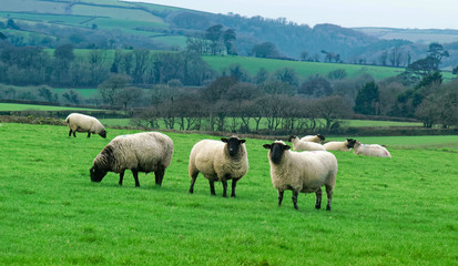 Fototapeta premium Sheep in rural setting.