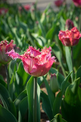 Netherlands,Lisse, a close up of a flower