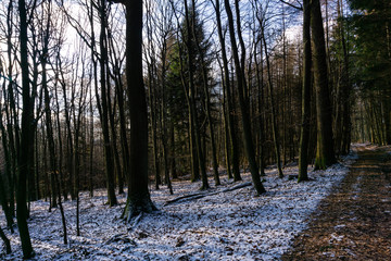 forest in winter on a sunny day with blue sky