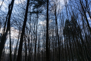 forest in winter on a sunny day with blue sky