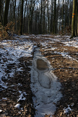 forest in winter on a sunny day with blue sky