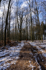 forest in winter on a sunny day with blue sky