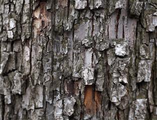 Bark wood texture background