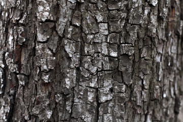 Bark wood texture background