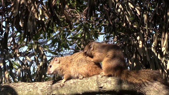 Lovely detail of Smiths or Mopane squirrels grooming. Greater Kruger South Africa. Flat plane. Zoom in
