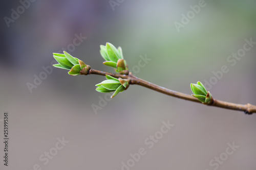 Spring Bush Branch With Fresh Green Buds And Leaves