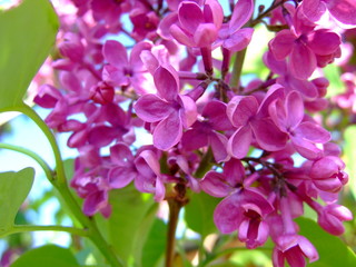 Fototapeta premium Lush lilac purple blossomed in the spring garden