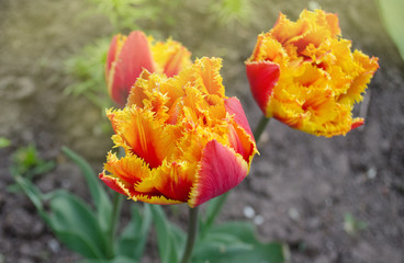 Sensual Touch tulip. Orange double petal tulip