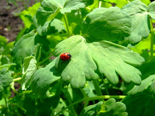 Ladybug on a green leaf. Spring garden. Sunny day.