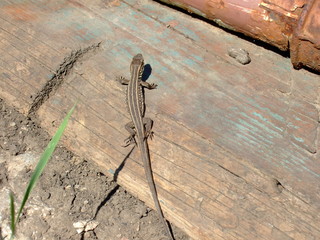 Lizard basking in the sun. Spring garden. Sunny day.
