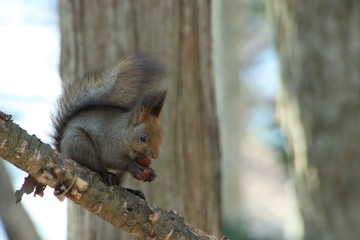 音更神社のリス