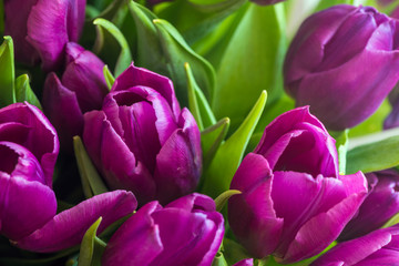 Fototapeta premium Tło wiosna tulipany. Zbliżenie. Flat Lay