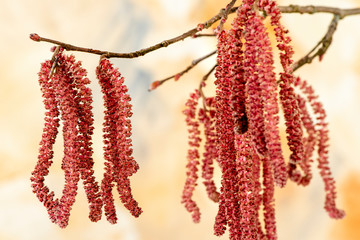 Pollen und Blütenstand von einem Haselnussstrauch