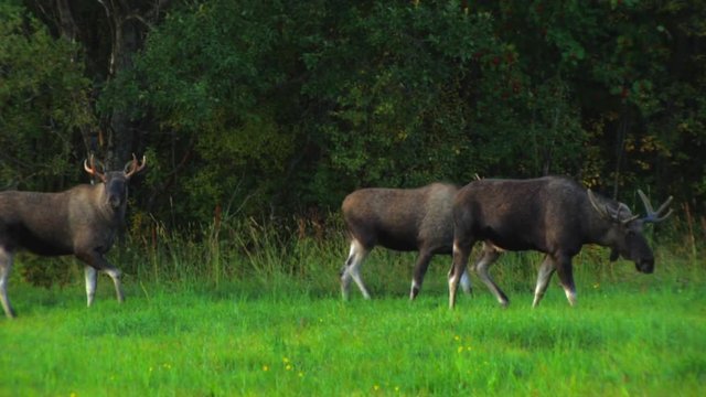 View of a herd of moose grazing in a green pasture and walking through the field along the tree line.