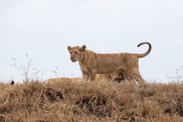 Young lion cub (Panthera Leo)