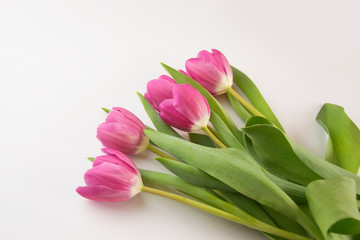 Bukiet tulipanów - obrazy, fototapety, plakaty