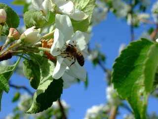It's spring. Garden. Insects pollinate flowering fruit trees.
