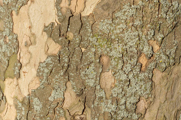 Close up image of mottled sycamore tree bark for background
