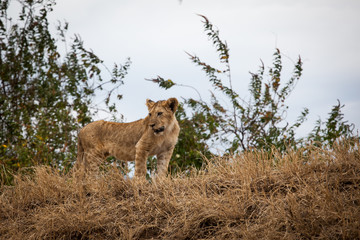 Fototapeta premium Young lion cub (Panthera Leo)