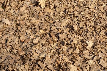 fallen oak leaves. oak leaves background. te