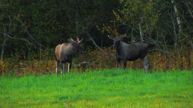 Two young bull moose stand at the edge of a green meadow looking at the camera. Trees in the background show the beginning of autumn colors.