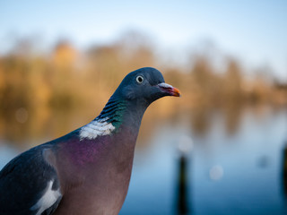 pigeon in the park