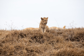 Young lion cub (Panthera Leo)
