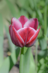 Red and white tulip Arabian Mystery