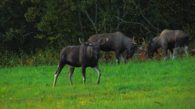 A group of young bull moose grazing in a field near the edge of the woods. One moose walks toward the camera.