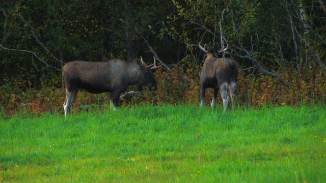 Two beautiful young brown moose lock horns in a contest of strength at the edge of a field.