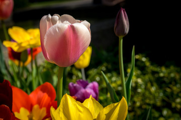 Netherlands,Lisse, a close up of a flower