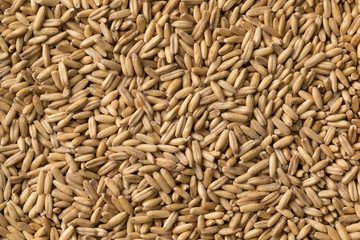  Oat seeds full frame close up
