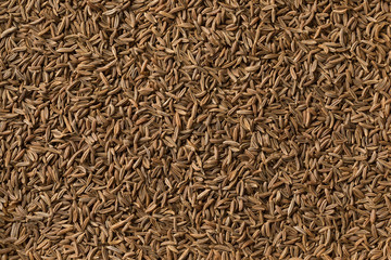 Caraway seeds full frame