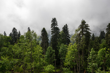 View of the forest