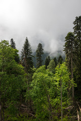View of the forest