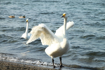 屈斜路湖の白鳥