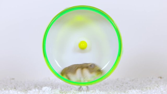 Brown hamster runs on wheel stops to look at camera and continues to run