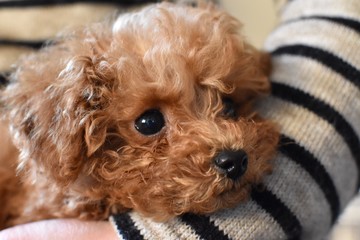 トイプードル