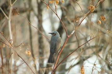 春採湖のヒヨドリ