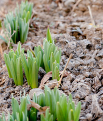 Sprouts of narcissus daffodils flowers spring in the garden on the natural brown background