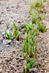 Flowers in sunny garden and tulips plant. Flower bed in beautiful spring day. Bush of tulips
