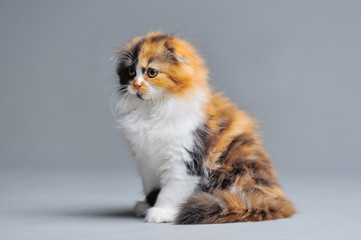 Little kitten on a black background