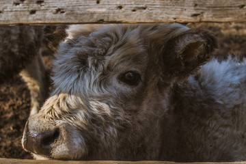 Fototapeta premium Children's curiosity for the environment