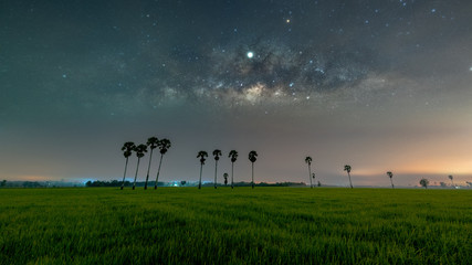 Fototapeta na wymiar Milky way galaxy with paddy field and palm trees