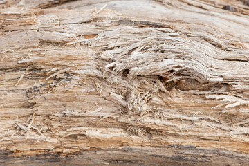 Tree trunk stripped of bark background or texture