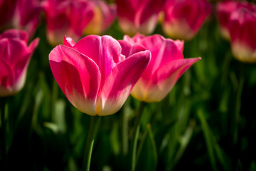 Naklejka premium Netherlands,Lisse, a close up of a flower