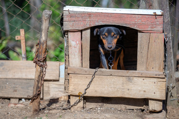 Domestic dog on chain stands in the dog house