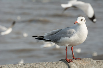 Seagull portrait against sea shore, White bird seagull sitting by the beach