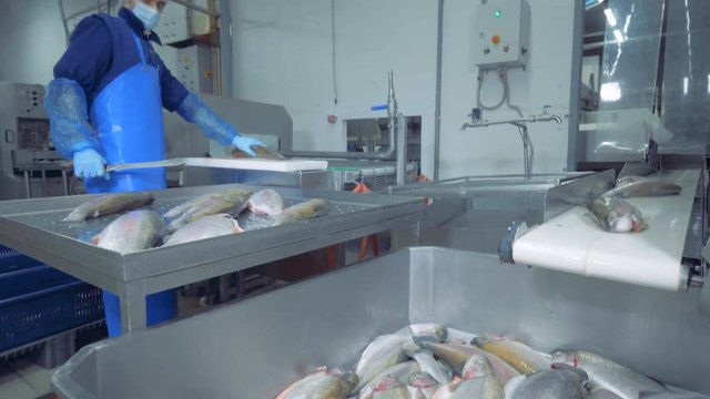 Fish factory unit with a male employee splitting fish